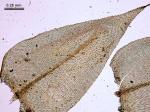 Rhynchostegium serrulatum (Hedw.) A. Jaeger