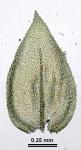 Rhynchostegium serrulatum (Hedw.) A. Jaeger