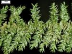 Rhynchostegium serrulatum (Hedw.) A. Jaeger