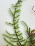 Rhytidiadelphus triquetrus (Hedw.) Warnst.
