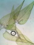 Rhytidiadelphus triquetrus (Hedw.) Warnst.