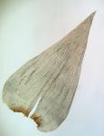 Rhytidiadelphus triquetrus (Hedw.) Warnst.