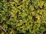 Rhytidium rugosum (Hedw.) Kindb.