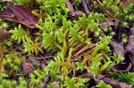 Rhytidium rugosum (Hedw.) Kindb.