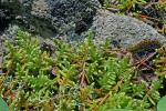 Rhytidium rugosum (Hedw.) Kindb.