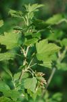 Ribes americanum P.Mill.