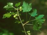 Ribes americanum P.Mill.
