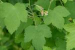 Ribes americanum P.Mill.