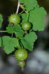 Ribes cynosbati L.