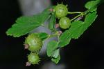 Ribes cynosbati L.