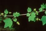 Ribes cynosbati L.