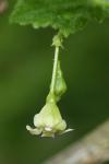 Ribes cynosbati L.