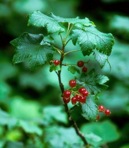 Ribes glandulosum Grauer