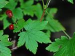 Ribes glandulosum Grauer