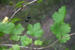 Ribes missouriense Nutt.