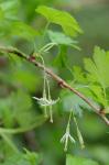 Ribes missouriense Nutt.