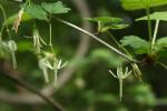 Ribes missouriense Nutt.