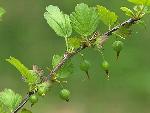 Ribes rotundifolium Michx.