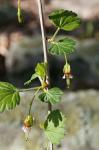 Ribes rotundifolium Michx.