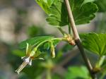 Ribes rotundifolium Michx.
