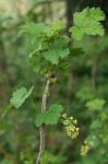 Ribes rubrum L.