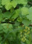 Ribes rubrum L.