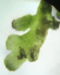 Riccardia chamedryfolia (With.) Grolle