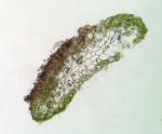 Riccardia chamedryfolia (With.) Grolle