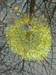 Riccia fluitans Linnaeus