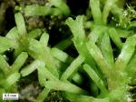 Riccia fluitans Linnaeus