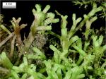 Riccia fluitans Linnaeus