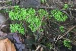 Riccia huebeneriana Lindenb. subsp. sullivantii (Austin) R.M. Schust.