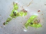 Riccia huebeneriana Lindenb. subsp. sullivantii (Austin) R.M. Schust.