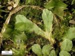 Riccia huebeneriana Lindenb. subsp. sullivantii (Austin) R.M. Schust.