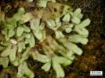 Riccia huebeneriana Lindenb. subsp. sullivantii (Austin) R.M. Schust.