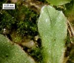 Riccia huebeneriana Lindenb. subsp. sullivantii (Austin) R.M. Schust.