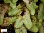 Riccia huebeneriana Lindenb. subsp. sullivantii (Austin) R.M. Schust.