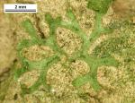 Riccia huebeneriana Lindenb. subsp. sullivantii (Austin) R.M. Schust.