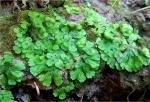 Riccia membranacea Gottsche, Lindenb. & Nees