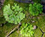 Riccia membranacea Gottsche, Lindenb. & Nees