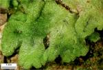 Riccia membranacea Gottsche, Lindenb. & Nees