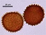 Riccia membranacea Gottsche, Lindenb. & Nees