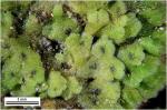 Riccia membranacea Gottsche, Lindenb. & Nees
