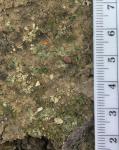 Riccia sorocarpa Bischoff