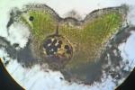 Riccia sorocarpa Bischoff