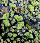 Ricciocarpos natans (L.) Corda