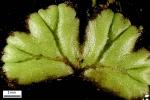 Ricciocarpos natans (L.) Corda
