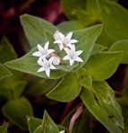 Richardia brasiliensis Gomes