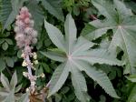 Ricinus communis L.