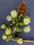 Ricinus communis L.